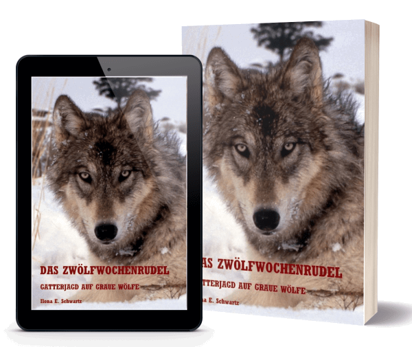 Gatterjagd auf graue Wölfe