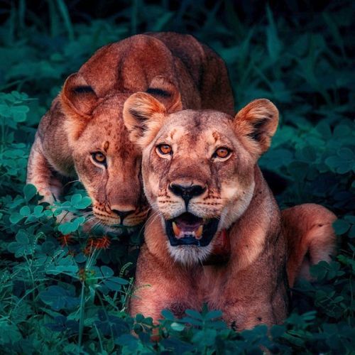 L&ouml;wen im Dschungel