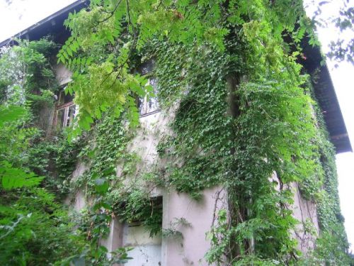 Efeubewuchs an Hauswand