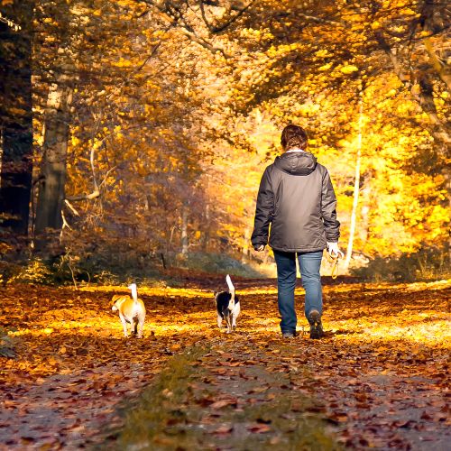 Person walking with dogs in autumn