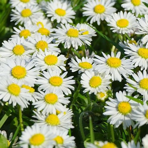 Gänseblümchen: Bellis perennis