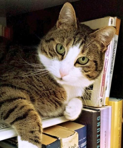 Katze im Buchregal