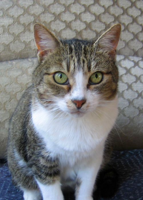 Schamanische Arbeit mit Krafttierkarten