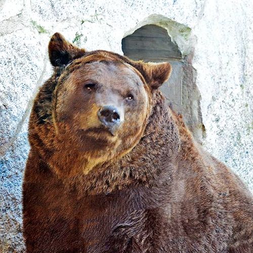 Krafttiere: Der B&auml;r