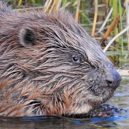 Krafttier Biber im Wasser