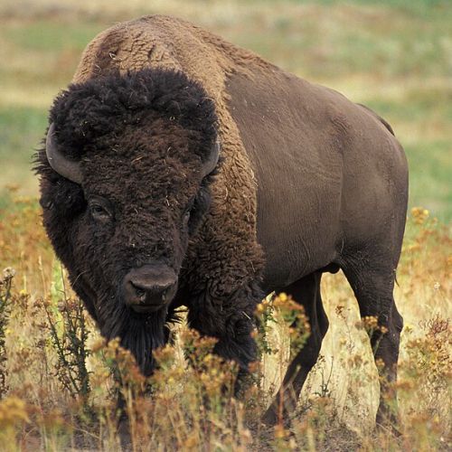 Krafttier B&uuml;ffel