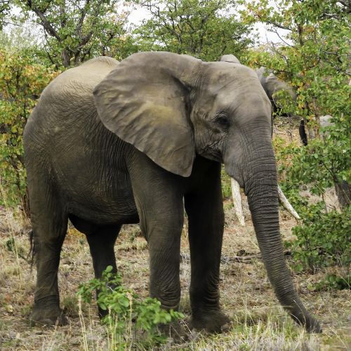 Krafttier Elefant