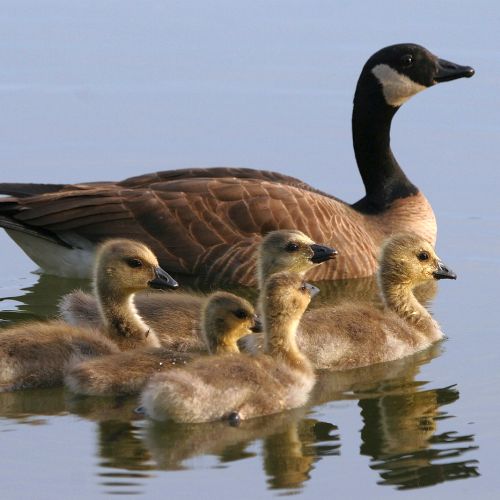 Krafttiere: Die Enten