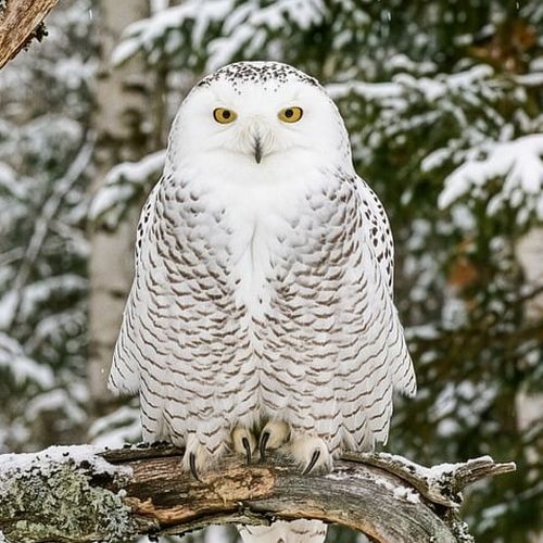 Krafttier Eule: Schneeeule