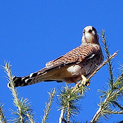 Krafttiere: Der Falke