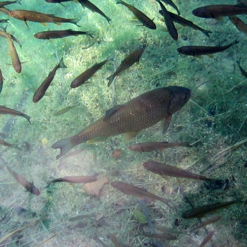 Krafttiere: Fische