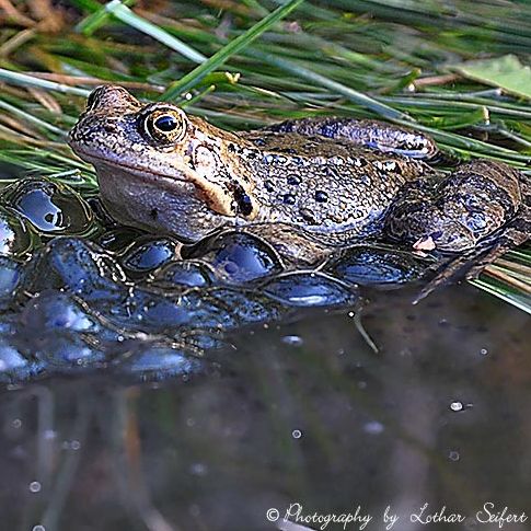 Krafttiere: Der Frosch