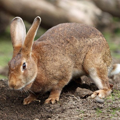 Krafttiere: Hase und Kaninchen