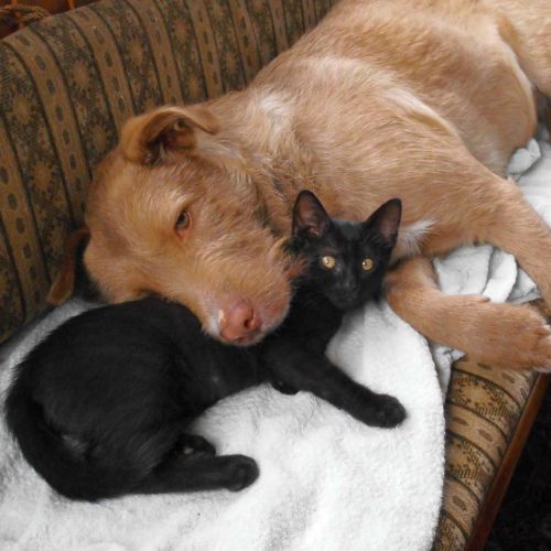 Tiere und Spiritualit&auml;t