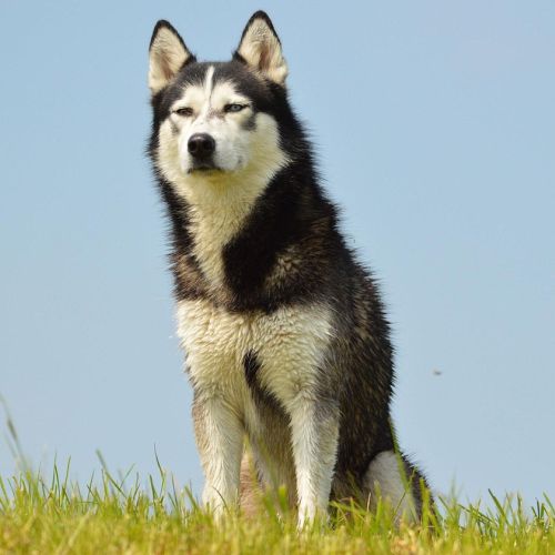 Krafttier Hund