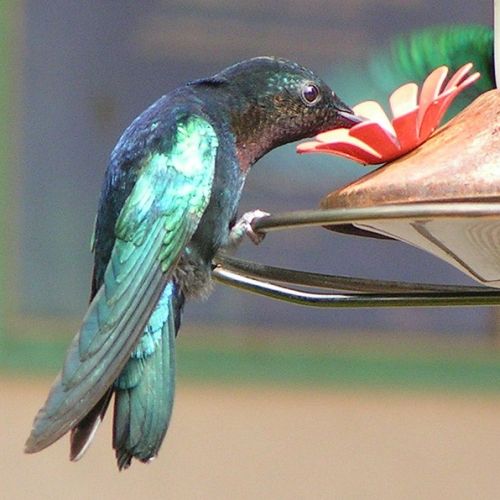 Krafttiere: Der Kolibri