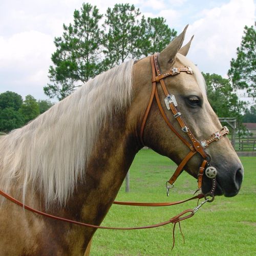 Palomino-Stute