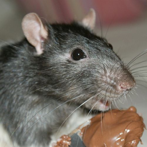 Wanderratte