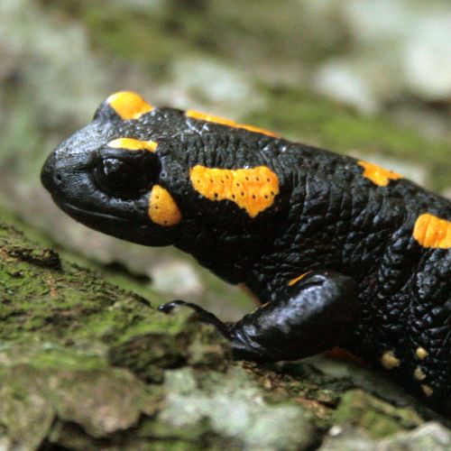 Krafttier Salamander