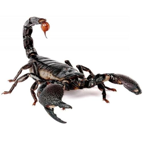 Krafttier Skorpion Bedeutung