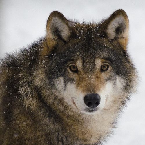 Krafttier Wolf: Blick in die Augen des Wolfes