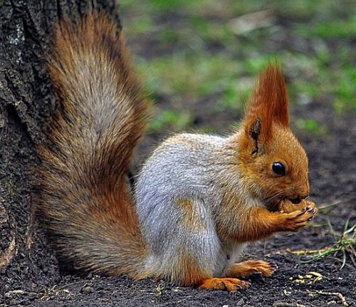 Eichhörnchen am Nussbaum