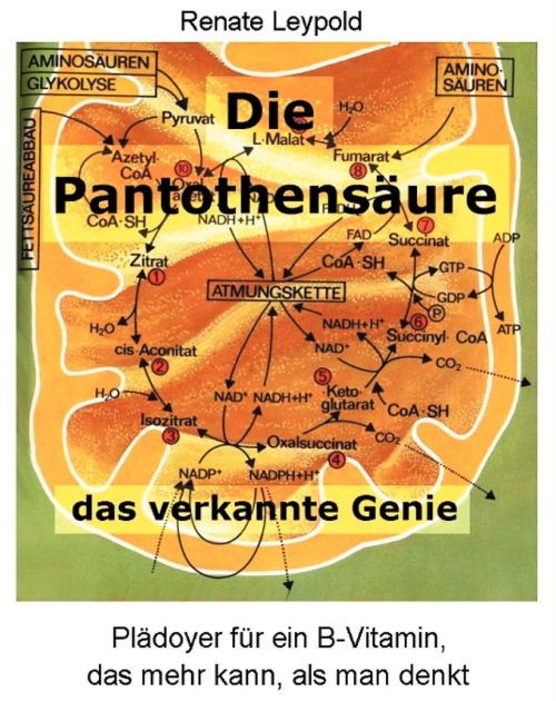 Pantothensäure: Das verkannte Genie