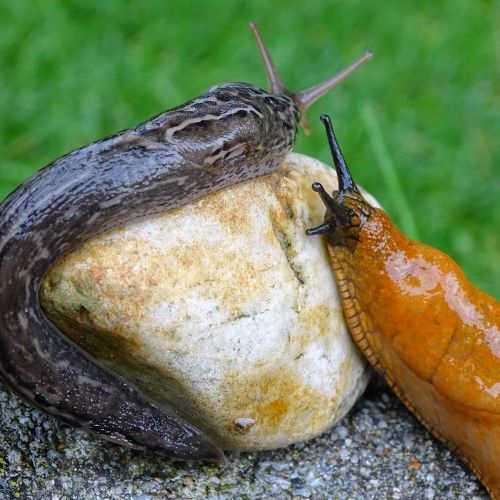 Tigerschnecke und Nacktschnecke
